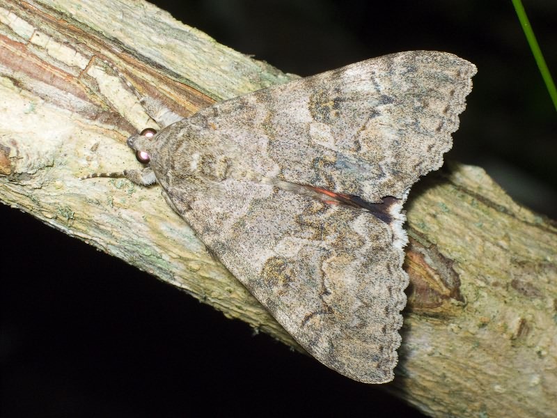 Catocala nupta (Linnaeus, 1767)